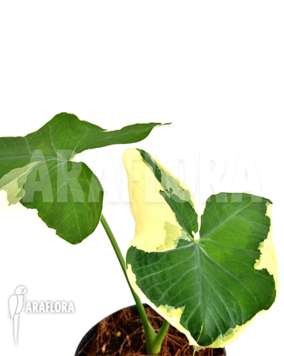 Xanthosoma albo marginata ‘Mickey Mouse’