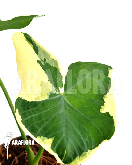 Xanthosoma albo marginata ‘Mickey Mouse’