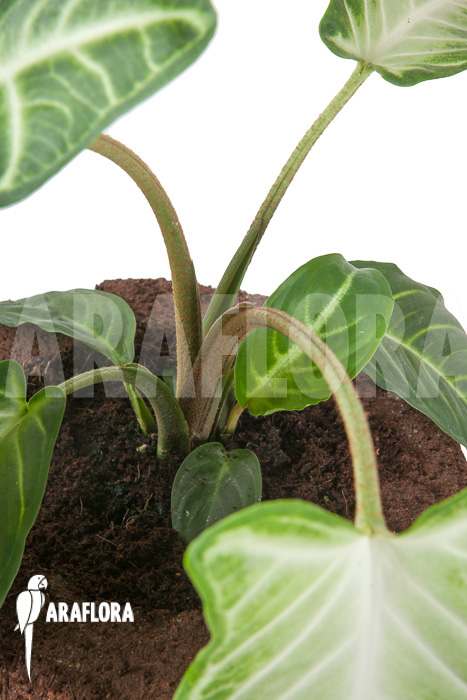 Xanthosoma lindenii ‘M’