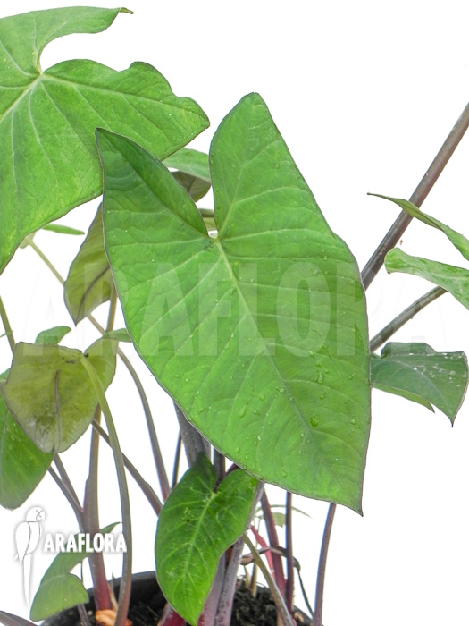 Xanthosoma sagittifolium