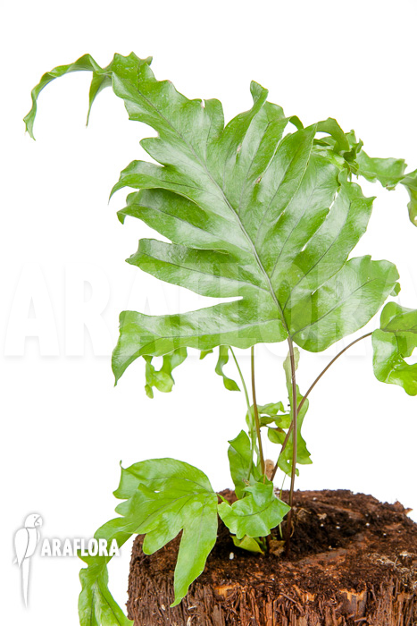 xPhlebosia Nicolas Diamond (Phlebodium x Pyrrosia) ‘Starter’