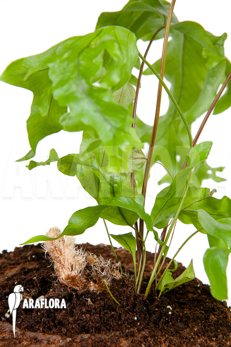 xPhlebosia Nicolas Diamond (Phlebodium x Pyrrosia) ‘Starter’