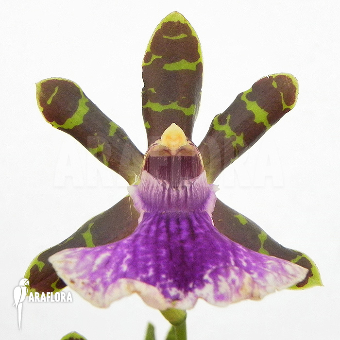Zygopetalum Rhein Blue Baby &lsquo;A&rsquo;
