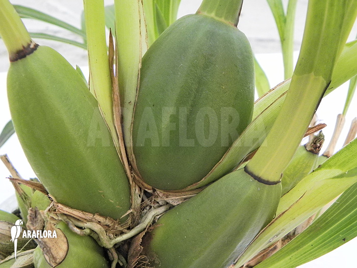 Zygopetalum Rhein Blue Baby &lsquo;A&rsquo;