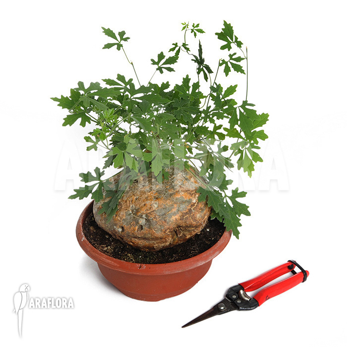 Zygosicyos tripartitus