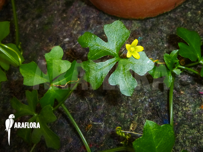 Zygosicyos tripartitus flower