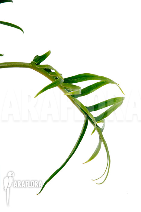 Philodendron polypodioides (tortum) S