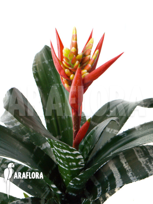 Aechmea chantinii ‘Starter’