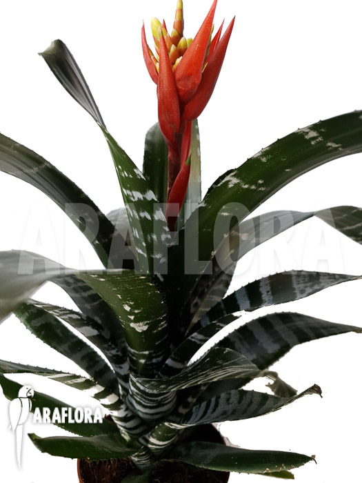 Aechmea chantinii ‘Starter’