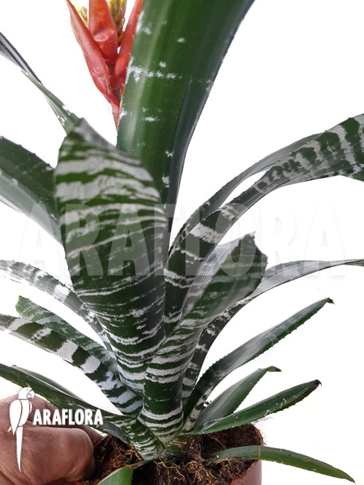 Aechmea chantinii ‘Starter’
