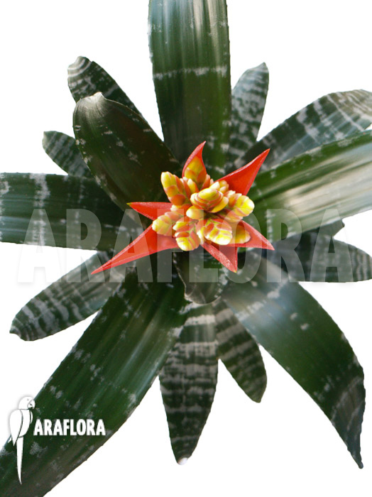 Aechmea chantinii ‘Starter’