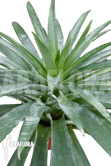 Alcantarea regina ‘Adult form’