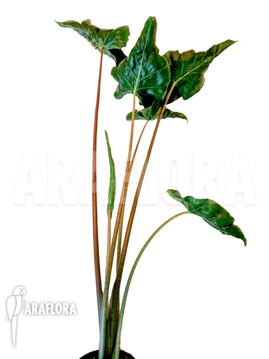 Alocasia ‘Dragon tail’