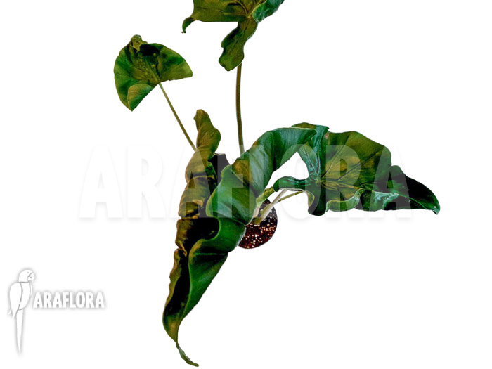 Alocasia ‘Dragon tail’