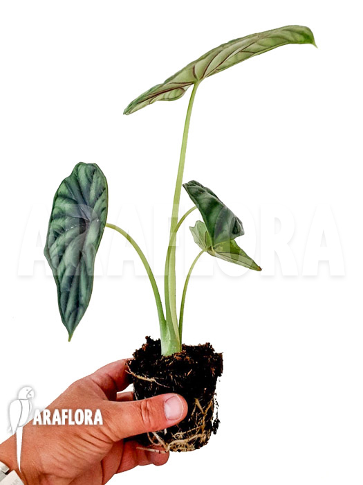 Alocasia baginda ‘M’