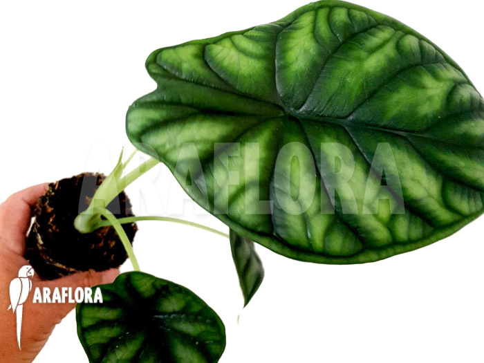 Alocasia baginda ‘M’
