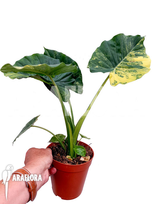 Alocasia gageana variegated