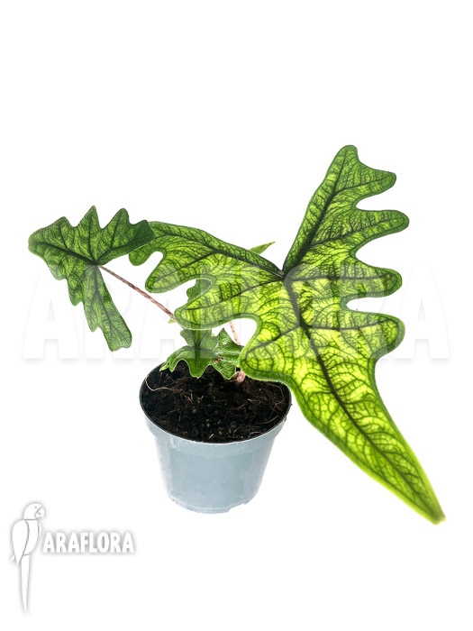 Alocasia jacklyn