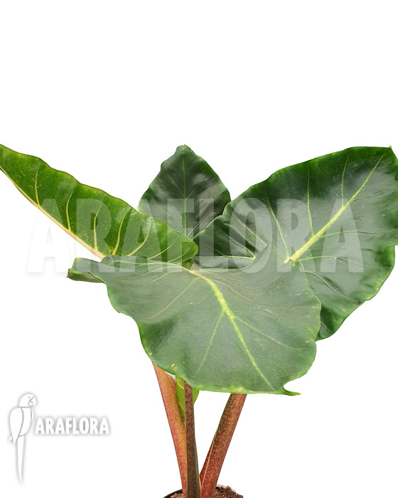 Alocasia macrorrhizos ‘New Guinea Gold’