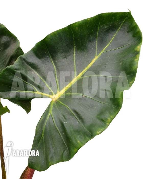 Alocasia macrorrhizos ‘New Guinea Gold’