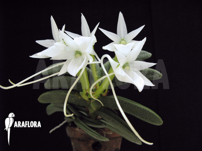 Angraecum aloifolium