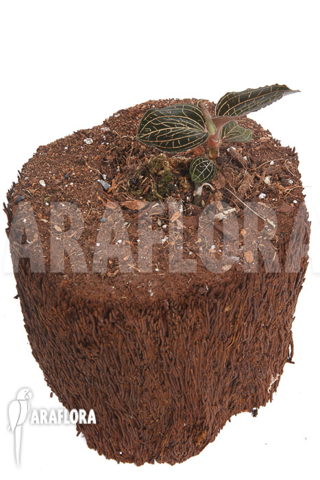 Anoectochilus burmanicus