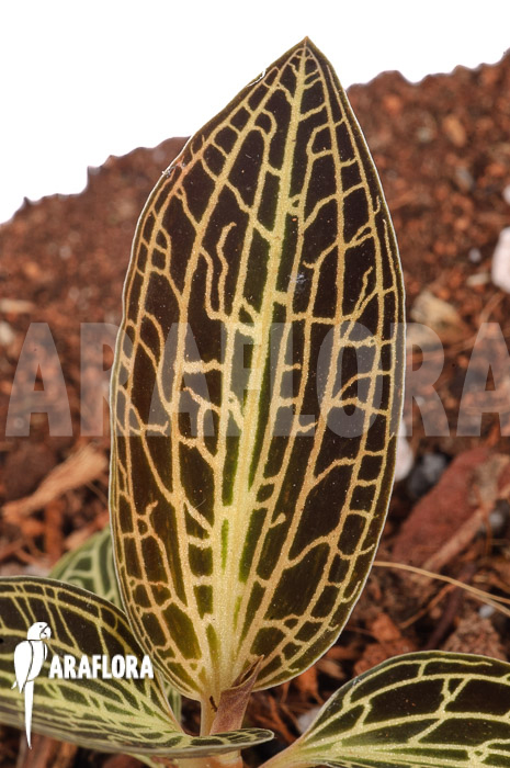Anoectochilus siamensis x Dossinia marmorata