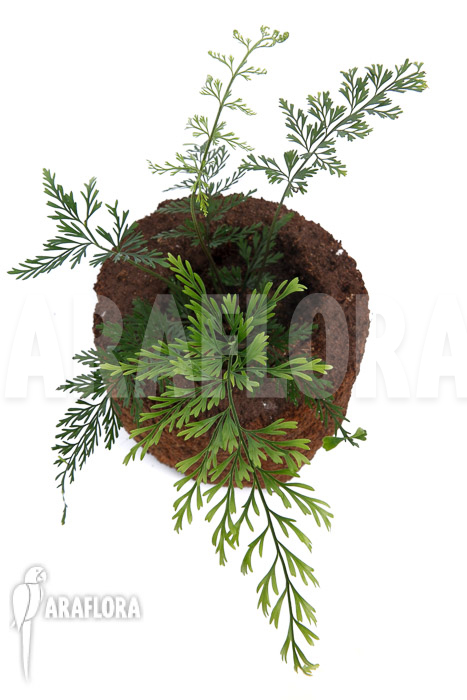 Asplenium bulbiferum