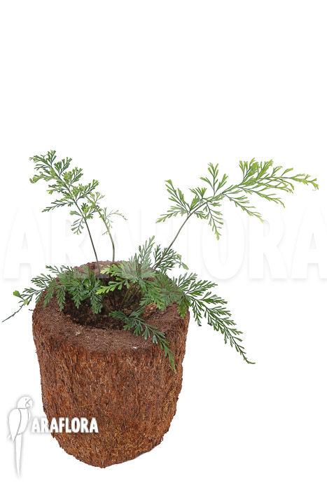 Asplenium bulbiferum