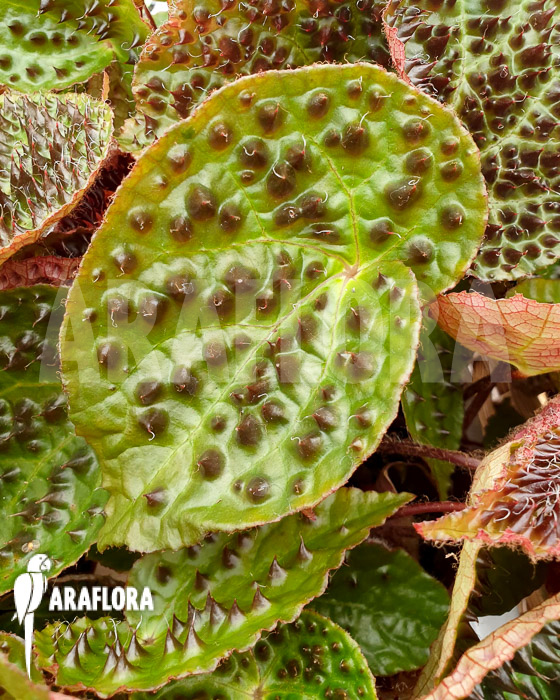 Begonia ferox ‘XL’