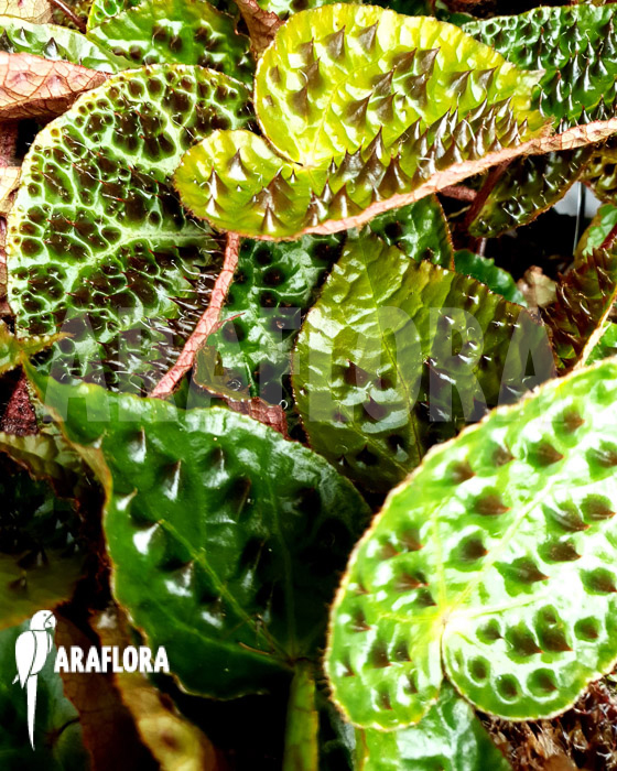 Begonia ferox ‘starter’