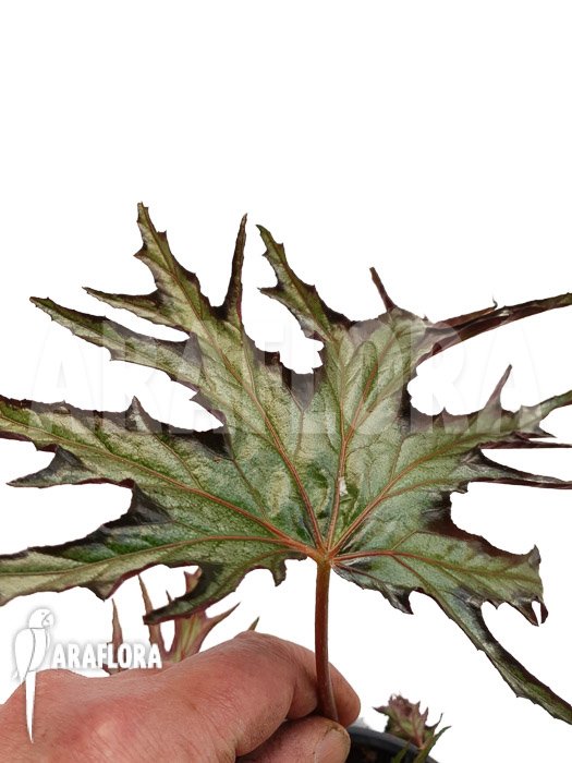 Begonia sp ‘India U614’