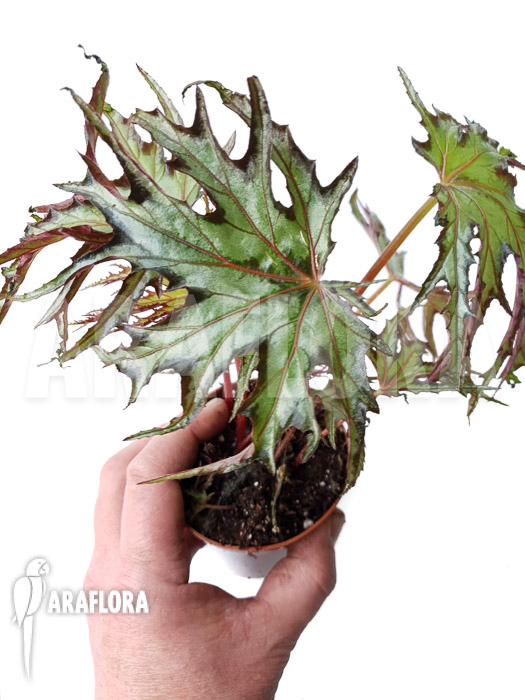 Begonia sp ‘India U614’