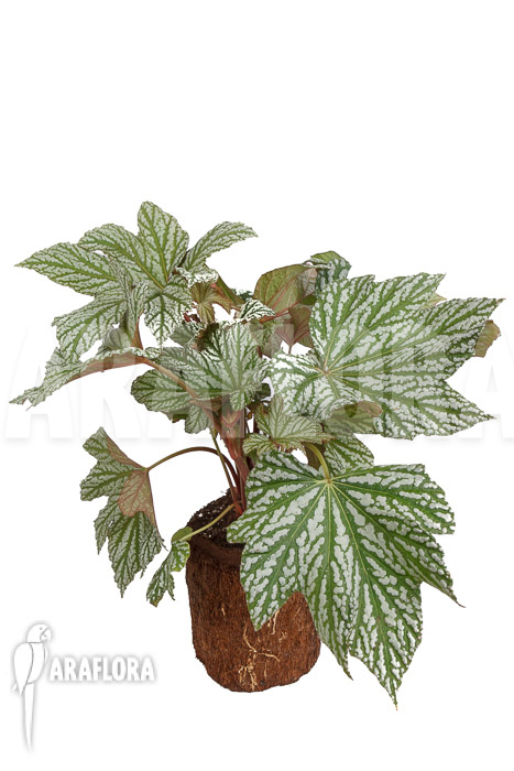 Begonia x ‘Silver Maples’