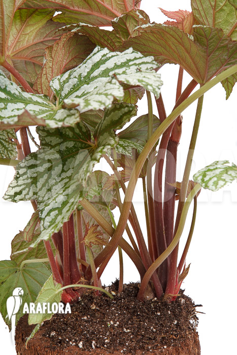 Begonia x ‘Silver Maples’
