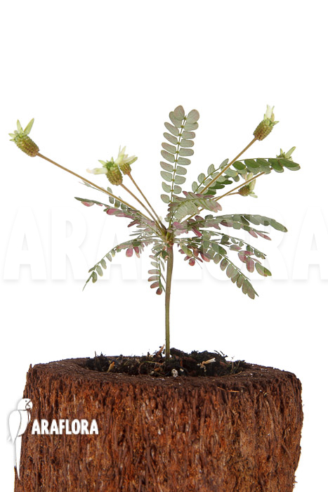 Biophytum-species-new-AN02-6