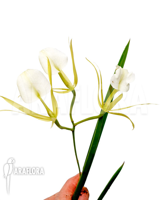 Brassavola nodosa ‘lady of the night’