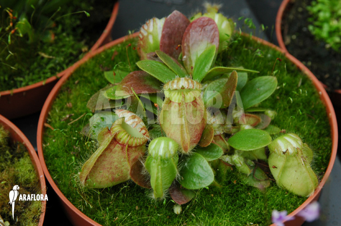 Cephalotus follicularis &lsquo;Type a&rsquo;