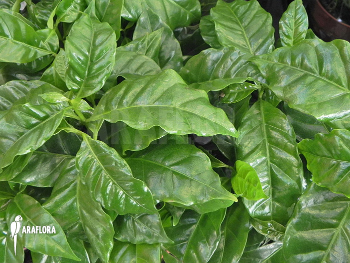 Coffea-arabica_coffee-plant_(M)-1