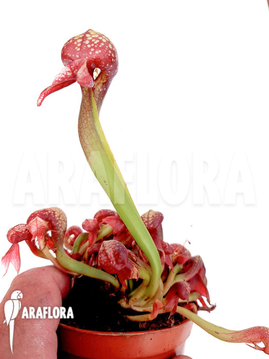 Darlingtonia californica Long Fang Starter