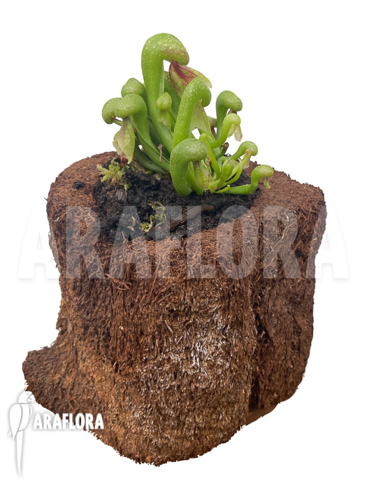 Darlingtonia californica ‘M’ Type B