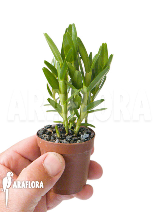 Dendrobium erectifolium