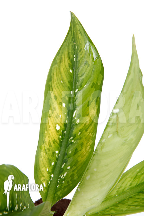 Dieffenbachia hybrid (Crocodile) M