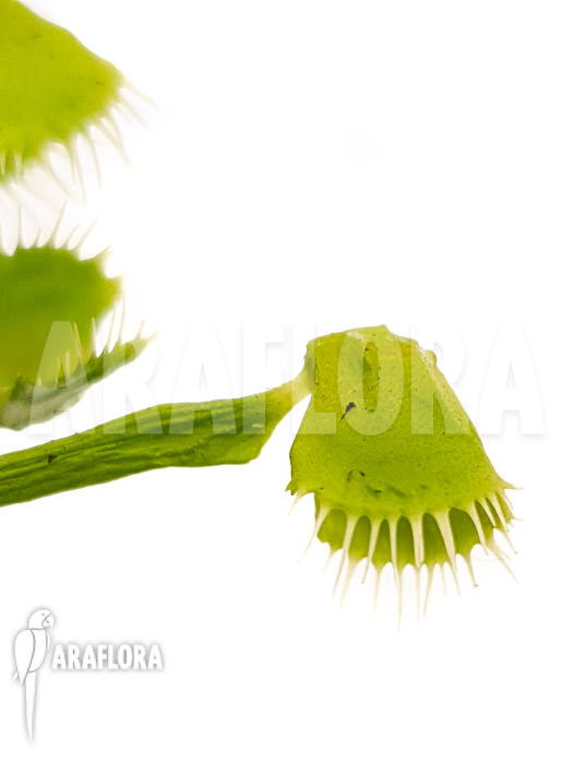 Dionaea muscipula ‘Splash’