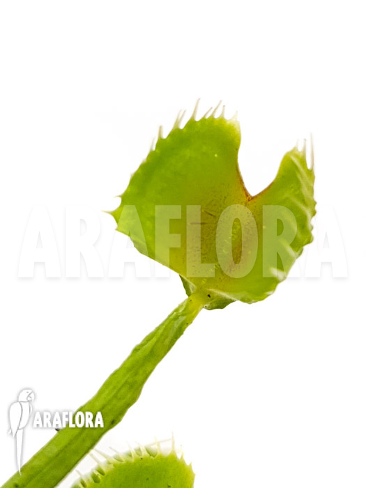 Dionaea muscipula ‘Splash’