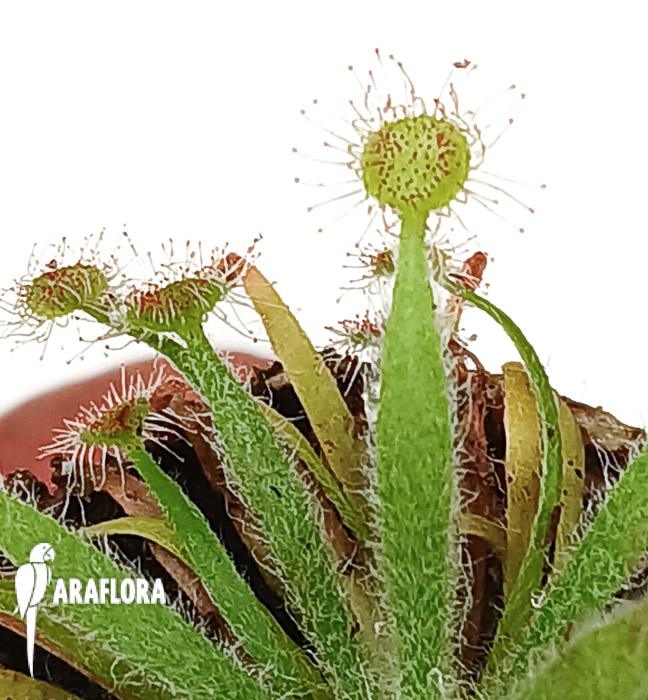 Drosera ordensis &lsquo;starter&rsquo;