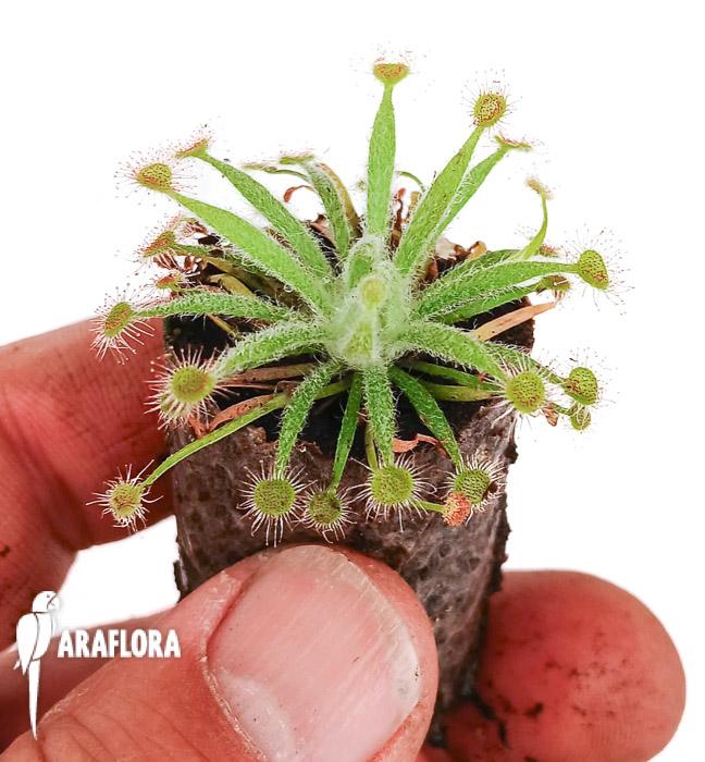 Drosera ordensis &lsquo;starter&rsquo;