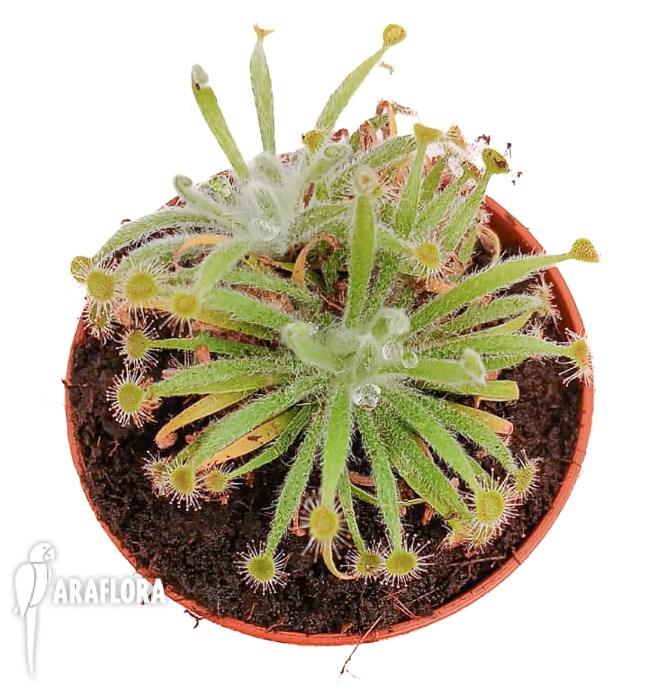 Drosera ordensis &lsquo;starter&rsquo;