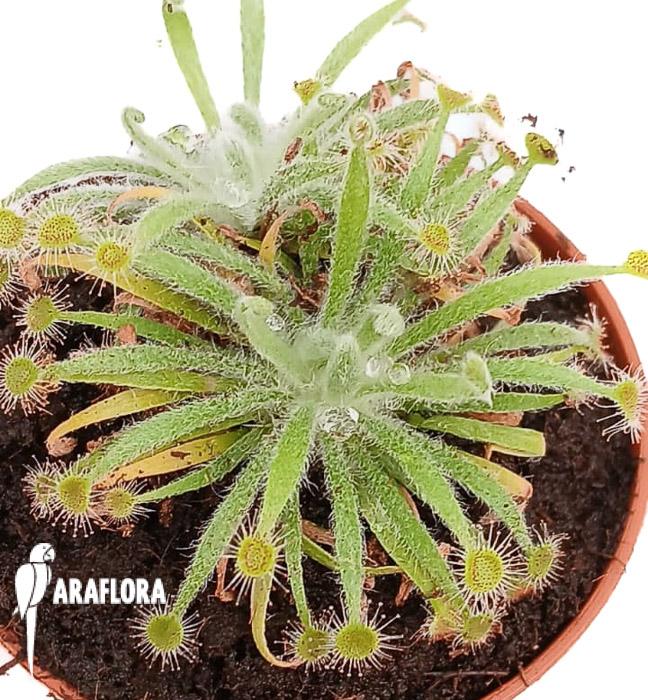 Drosera ordensis &lsquo;starter&rsquo;