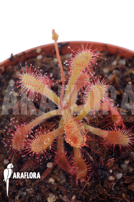 Drosera riparia